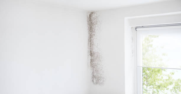 Best Comprehensive Air Testing for Mold Contaminants  in Tawas City, MI
